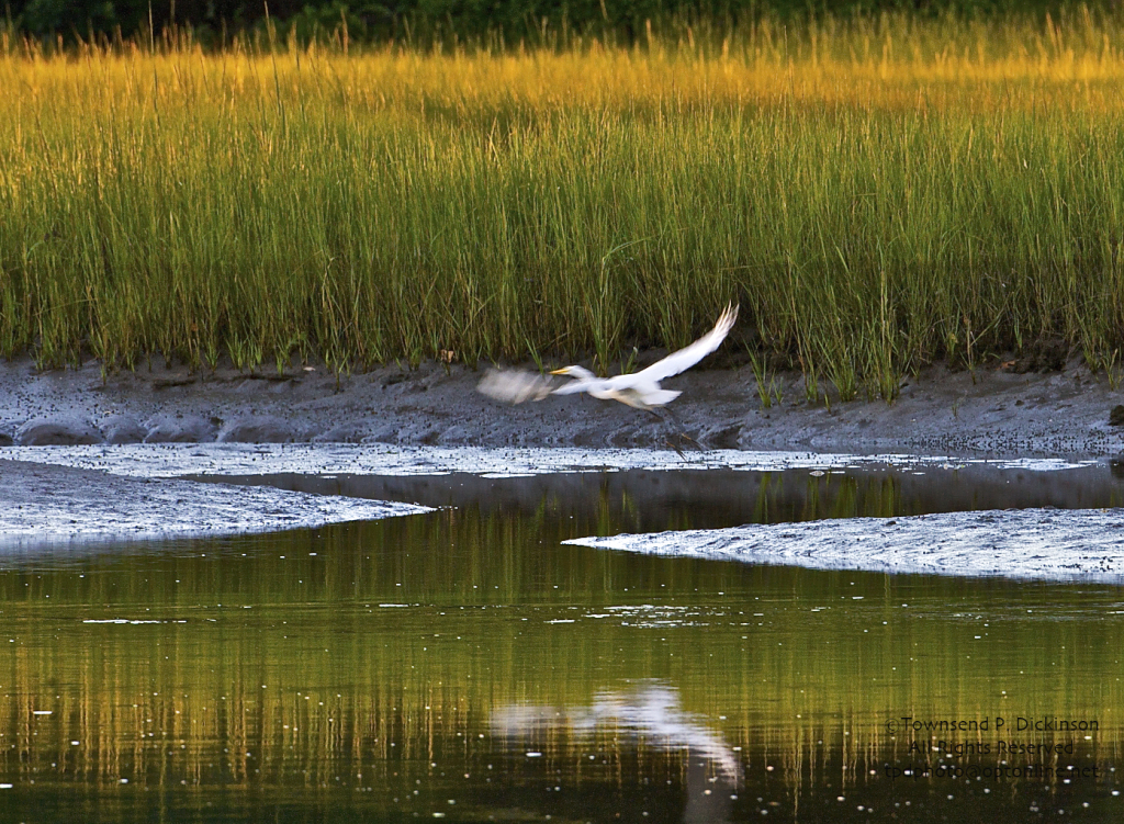 Great Egret flying along in the Manresa Island marsh wetlands. Norwalk CT. ©Townsend P. Dickinson / KymryGroup™ All Rights Reserved.